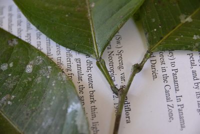 Swartzia simplex, photographed by Letizia Weichgrebe