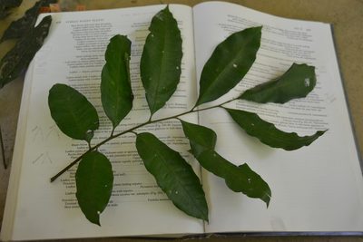 Trichilia tuberculata, photographed by Letizia Weichgrebe