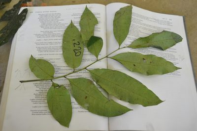 Trichilia tuberculata, photographed by Letizia Weichgrebe