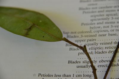 Xylopia macrantha, photographed by Letizia Weichgrebe