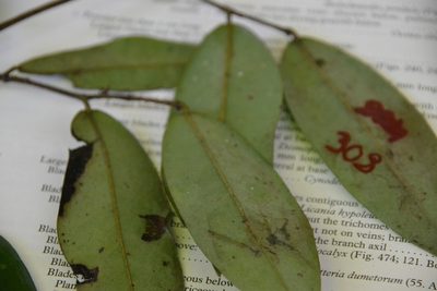 Xylopia macrantha, photographed by Letizia Weichgrebe