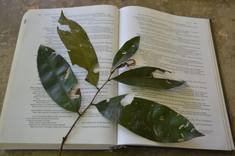 Ouratea lucens, photographed by Letizia Weichgrebe