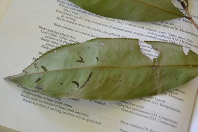 Ouratea lucens, photographed by Letizia Weichgrebe