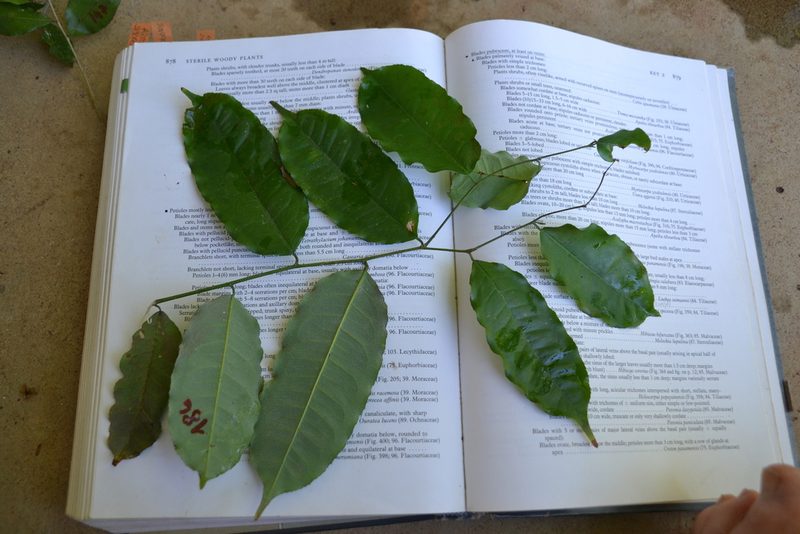 Mabea occidentalis, photographed by Letizia Weichgrebe