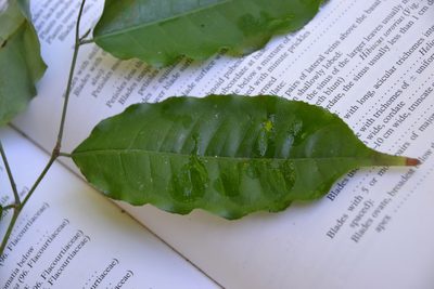 Mabea occidentalis, photographed by Letizia Weichgrebe