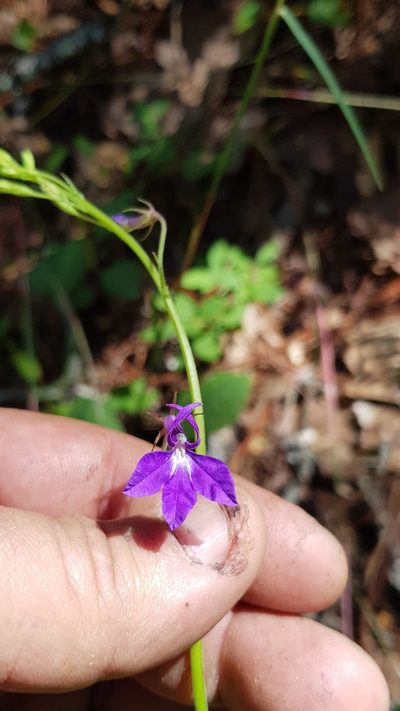 Lobelia setulosa, photographed by Eugenio Padilla