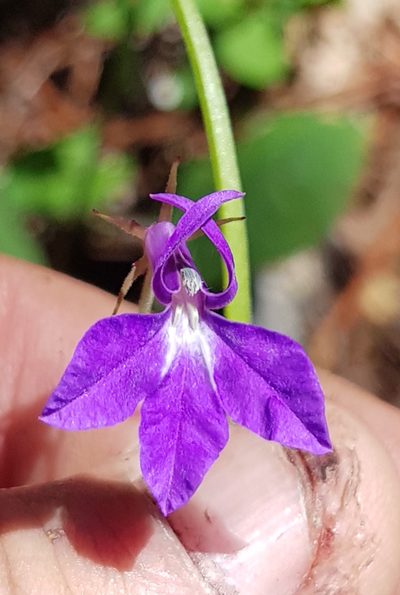 Lobelia setulosa, photographed by Eugenio Padilla