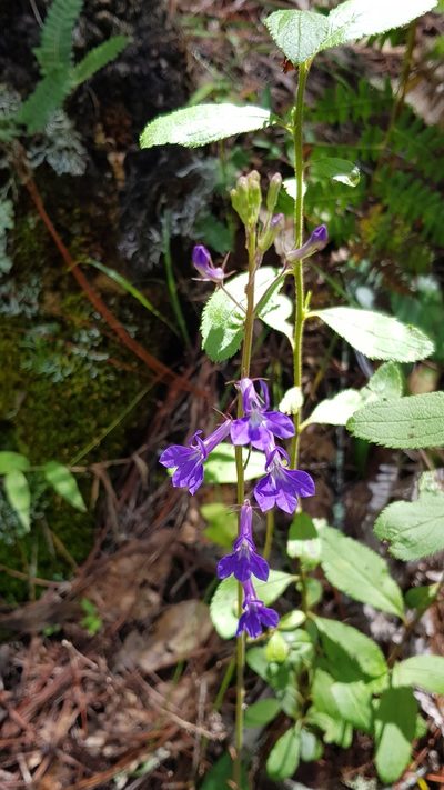 Lobelia setulosa, photographed by Eugenio Padilla