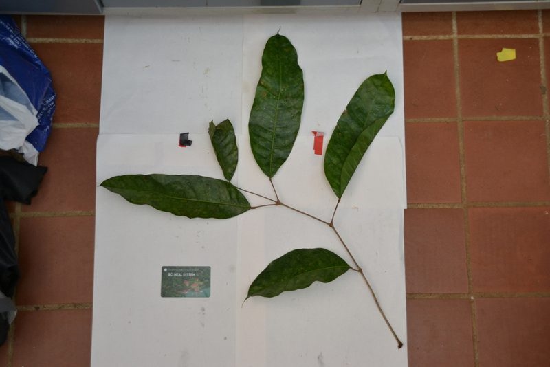 Protium tenuifolium, photographed by Letizia Weichgrebe