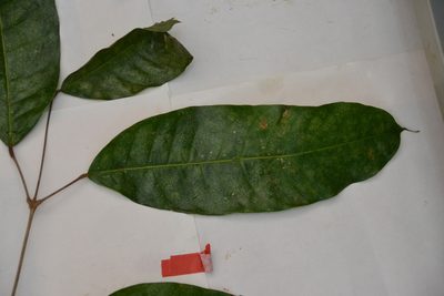 Protium tenuifolium, photographed by Letizia Weichgrebe