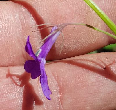 Lobelia setulosa, photographed by Eugenio Padilla