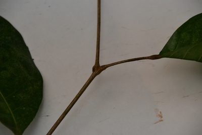 Protium tenuifolium, photographed by Letizia Weichgrebe