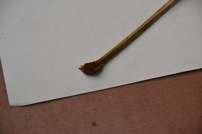 Protium tenuifolium, photographed by Letizia Weichgrebe