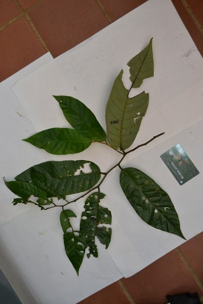 Virola sebifera, photographed by Letizia Weichgrebe