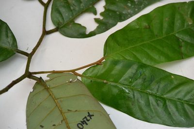 Virola sebifera, photographed by Letizia Weichgrebe