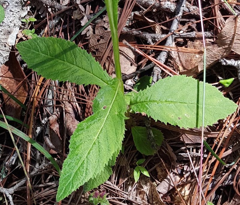 Lobelia setulosa, photographed by Eugenio Padilla