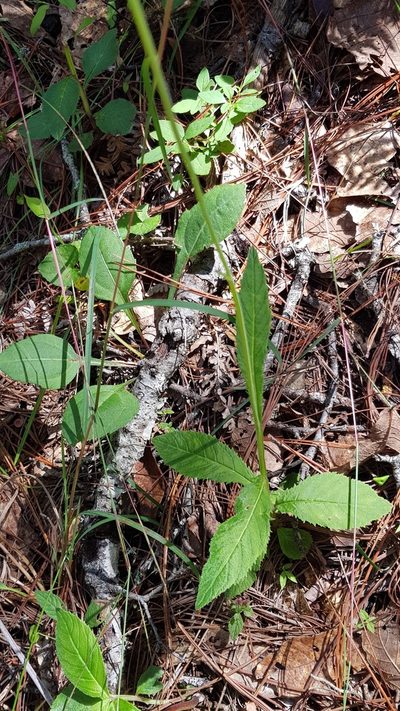 Lobelia setulosa, photographed by Eugenio Padilla