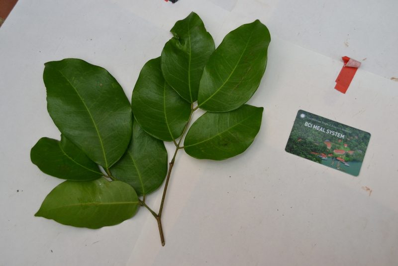 Prioria copaifera, photographed by Letizia Weichgrebe