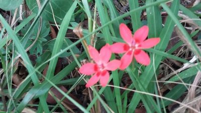 Freesia laxa, photographed by grabbarg