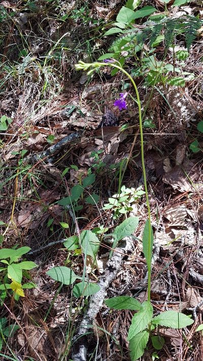 Lobelia setulosa, photographed by Eugenio Padilla