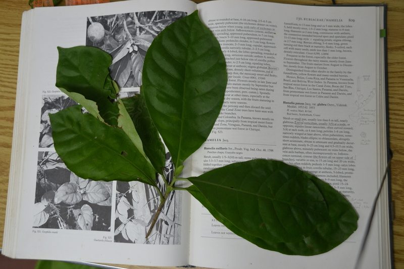 Macrocnemum roseum, photographed by Letizia Weichgrebe