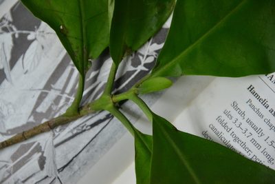 Macrocnemum roseum, photographed by Letizia Weichgrebe