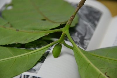 Macrocnemum roseum, photographed by Letizia Weichgrebe