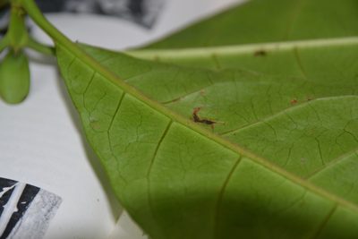 Macrocnemum roseum, photographed by Letizia Weichgrebe