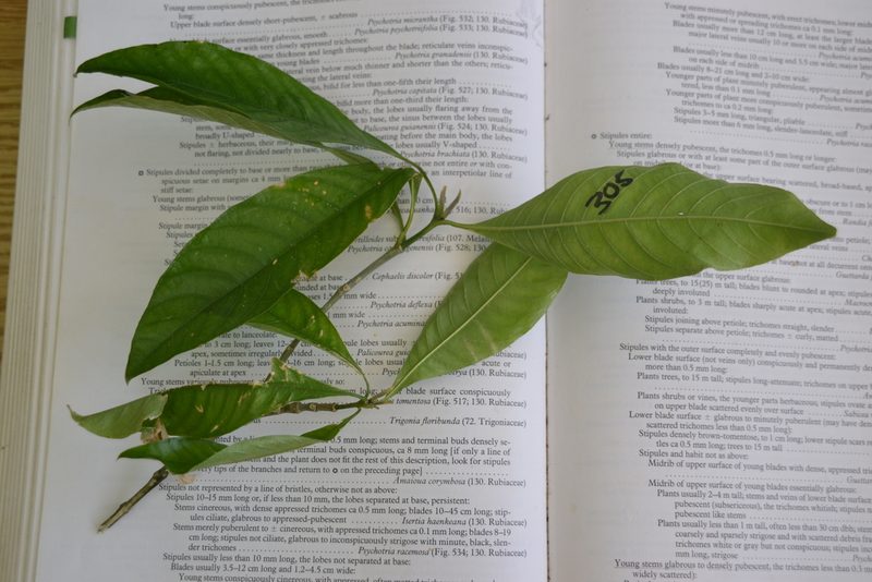 Palicourea violacea, photographed by Letizia Weichgrebe