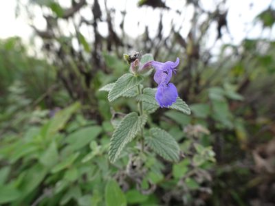 Nepeta racemosa, photographed by Robert H. Wardell