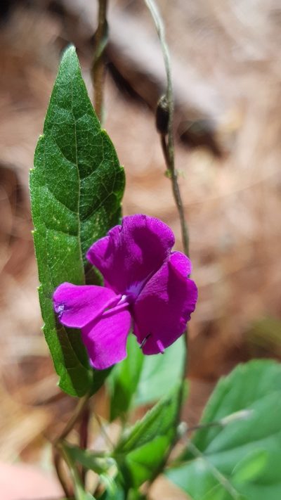 Cologania biloba, photographed by Eugenio Padilla