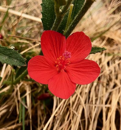 Hibiscus rhodanthus, photographed by desertnaturalist