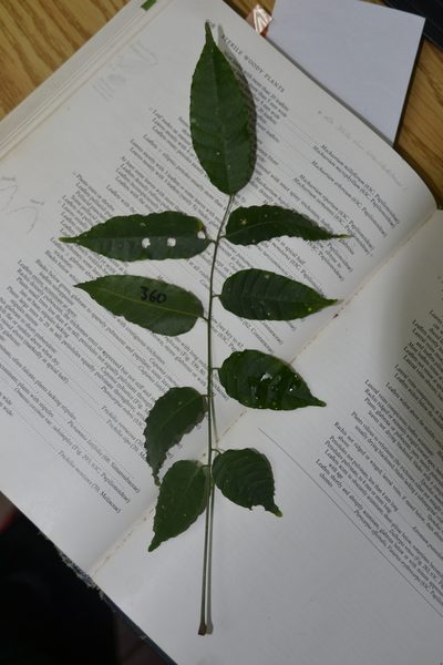 Astronium graveolens, photographed by Letizia Weichgrebe
