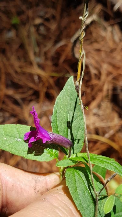Cologania biloba, photographed by Eugenio Padilla