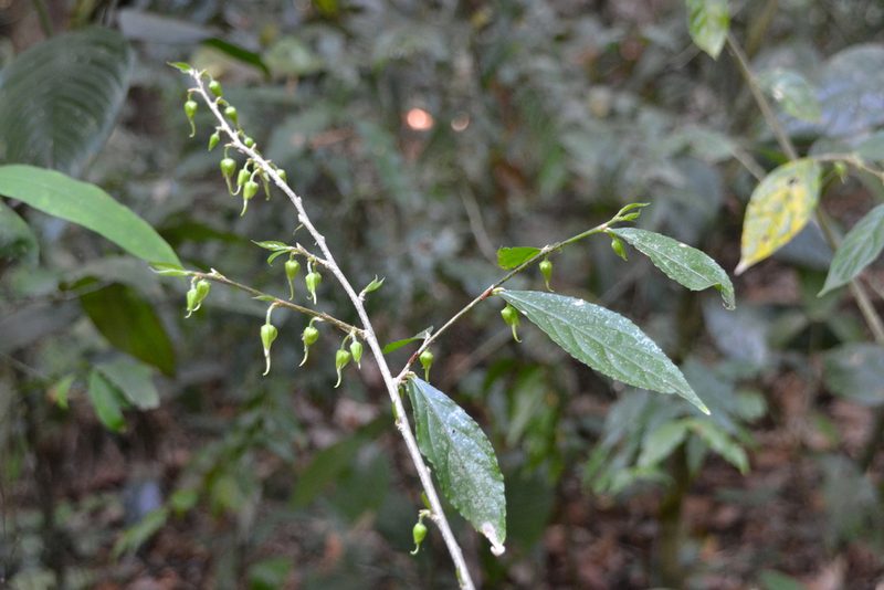 Pombalia prunifolia, photographed by Letizia Weichgrebe