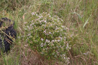 Agathosma glabrata, photographed by Tony Rebelo