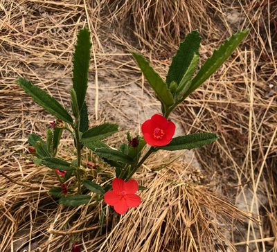 Hibiscus rhodanthus, photographed by desertnaturalist