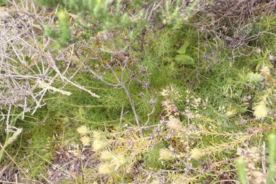 Serruria cyanoides, photographed by Tony Rebelo