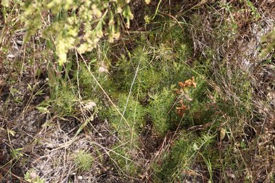 Serruria cyanoides, photographed by Tony Rebelo