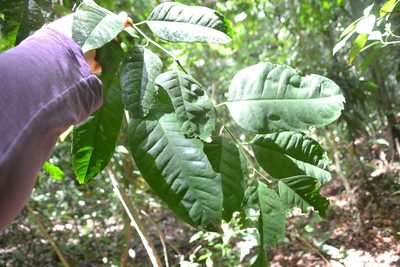 Heisteria acuminata, photographed by Letizia Weichgrebe