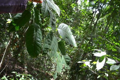 Heisteria acuminata, photographed by Letizia Weichgrebe