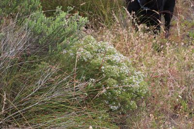 Agathosma glabrata, photographed by Tony Rebelo