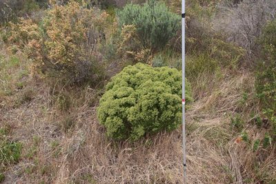 Agathosma glabrata, photographed by Tony Rebelo