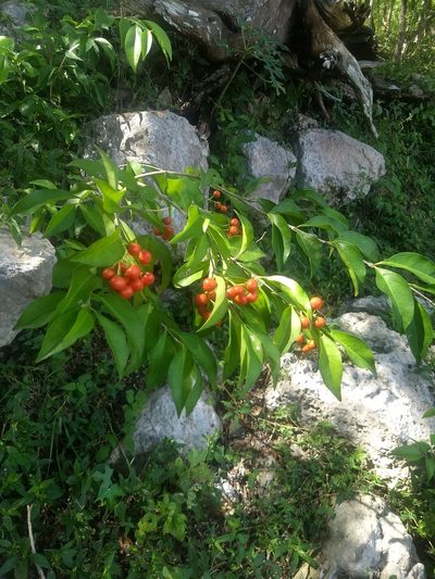 Bunchosia swartziana, photographed by Juan Cruzado Cortés