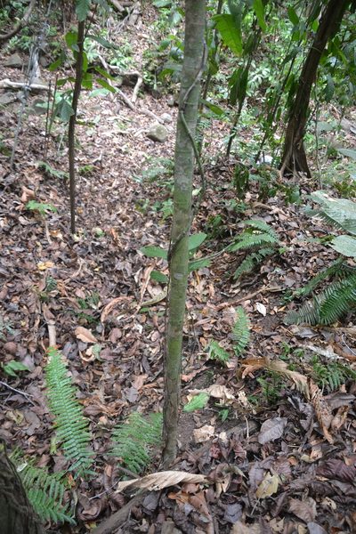 Trophis caucana, photographed by Letizia Weichgrebe