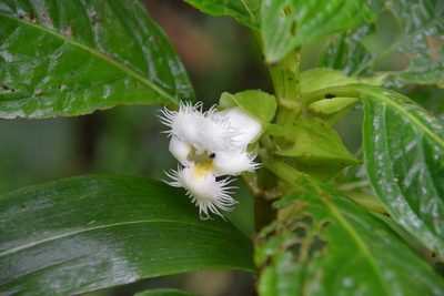 Drymonia lanceolata, photographed by Letizia Weichgrebe