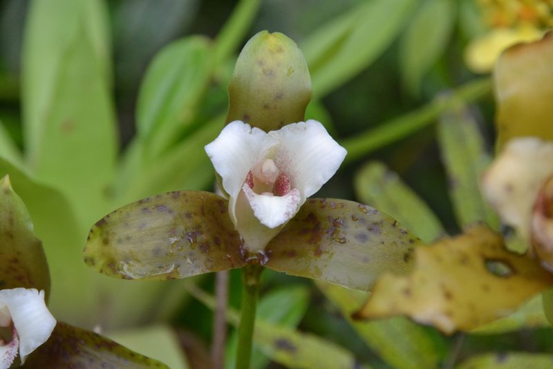 Lycaste powellii, photographed by Letizia Weichgrebe