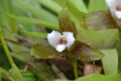 Lycaste powellii, photographed by Letizia Weichgrebe