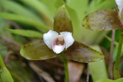 Lycaste powellii, photographed by Letizia Weichgrebe