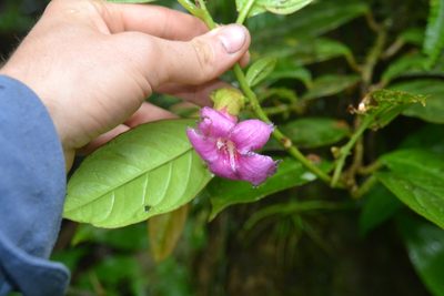 Drymonia conchocalyx, photographed by Letizia Weichgrebe